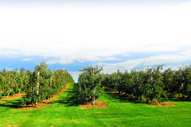 Honey Pot Hill Orchards