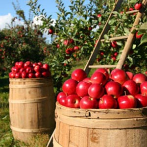 Honey pot hill orchards2