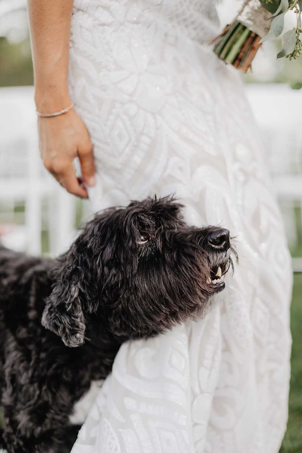 Dog Looking Up to Bride | photo by Emily Green Photography | featured on I Do Y'all