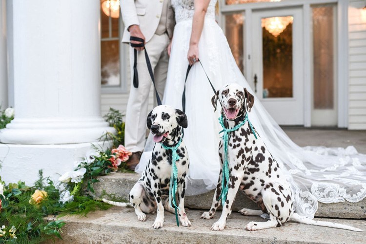 Dalmatians at Carolina Elopement with Ribbon Collars | photo by Radiant Photography by Sydney Danielle