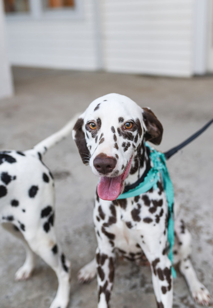 Brown Dalmatian at Carolina Elopement | photo by Radiant Photography by Sydney Danielle